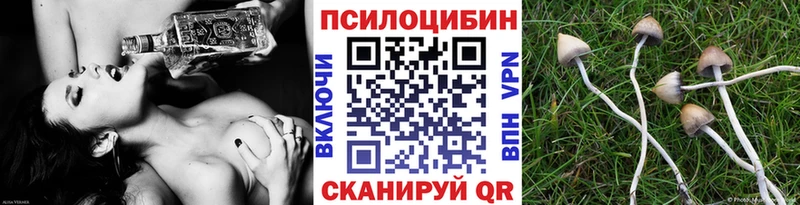 Псилоцибиновые грибы Cubensis  blacksprut вход  Магас  где купить наркотик 